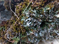Solorina saccata