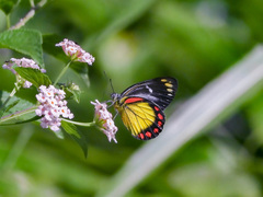 Delias eumolpe