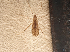 Ilisia maculata