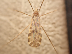 Ilisia maculata