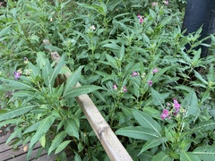 Impatiens glandulifera