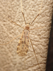 Ilisia maculata