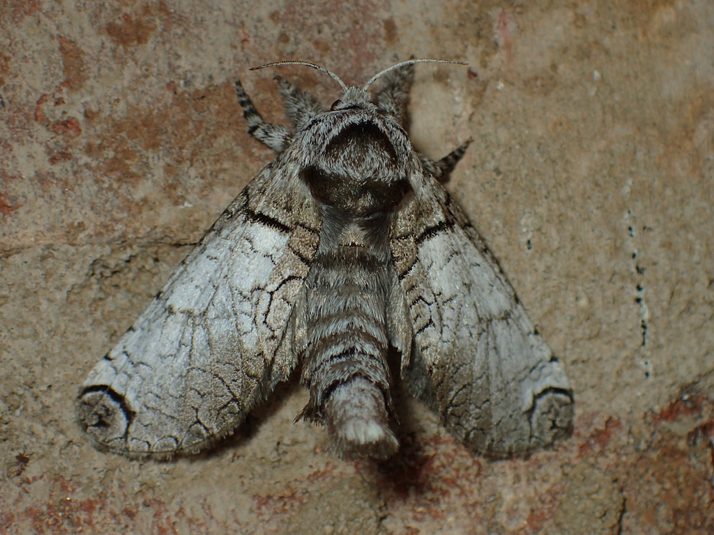 Black-lined Carpenterworm Moth