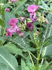 Impatiens glandulifera