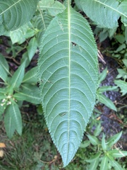 Impatiens glandulifera