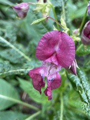 Impatiens glandulifera