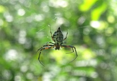 Leucauge medjensis