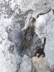 Pyrenodesmia chalybaea