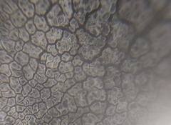 Pyrenodesmia chalybaea