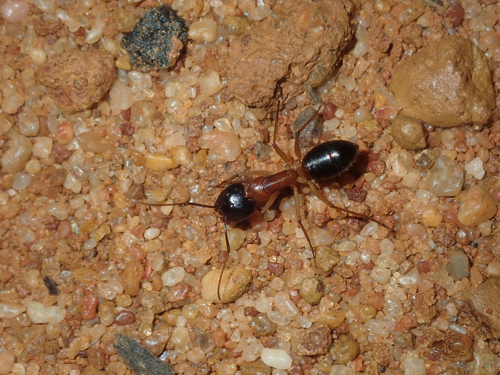 Camponotus dryandrae