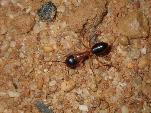 德兰德弓背蚁Camponotus dryandrae