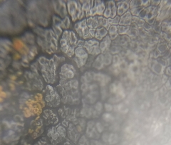 Pyrenodesmia chalybaea