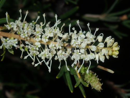 Rough-fruit Grevillea (Grevillea trachytheca)