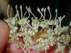 Grevillea trachytheca