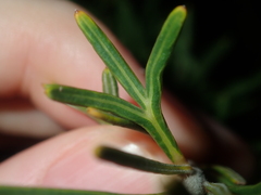 Grevillea trachytheca