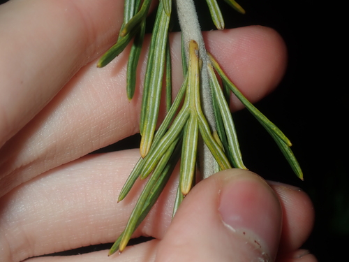 Image of Grevillea trachytheca by (c) Thomas Mesaglio, some rights reserved (CC BY)