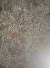 Bacidia rubella