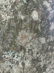 Bacidia rubella