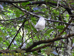 Cerataphis jamuritsu