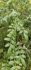 Euonymus echinatus