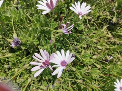 Dimorphotheca spectabilis