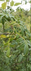 Euonymus echinatus