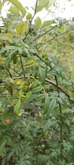 Euonymus echinatus