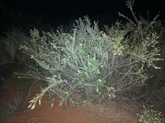 Grevillea trachytheca