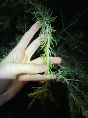 Grevillea trachytheca