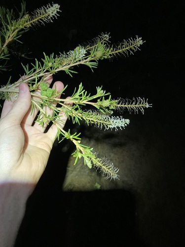 Image of Grevillea trachytheca by (c) Thomas Mesaglio, some rights reserved (CC BY)
