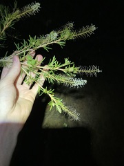 Grevillea trachytheca