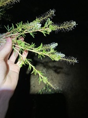 Grevillea trachytheca