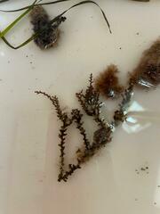 Ericaria selaginoides