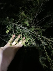 Grevillea trachytheca