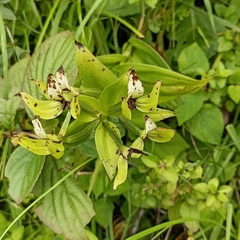 Habenaria intermedia