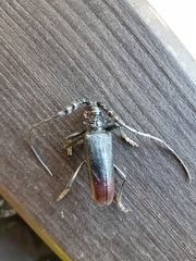 Cerambyx nodulosus