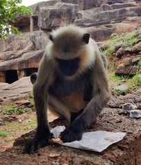 Semnopithecus entellus