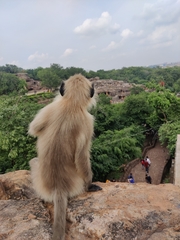 Semnopithecus entellus