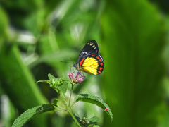 Delias eumolpe