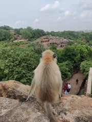 Semnopithecus entellus