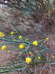 Acacia aphylla