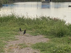 Acridotheres grandis