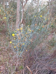 Acacia aphylla