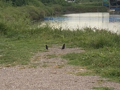 Acridotheres grandis