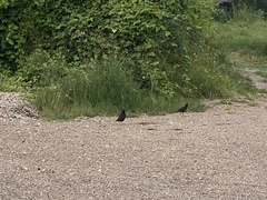 Acridotheres grandis