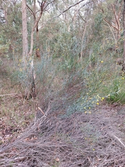 Acacia aphylla