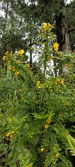 Hypericum oblongifolium
