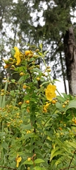 Hypericum oblongifolium