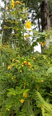 Hypericum oblongifolium