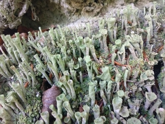 Cladonia deformis
